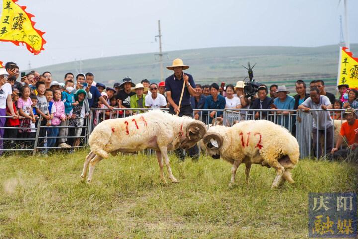 【攝影報道】羊王爭霸、百羊賽跑……這場“羊羊”運動會很有趣